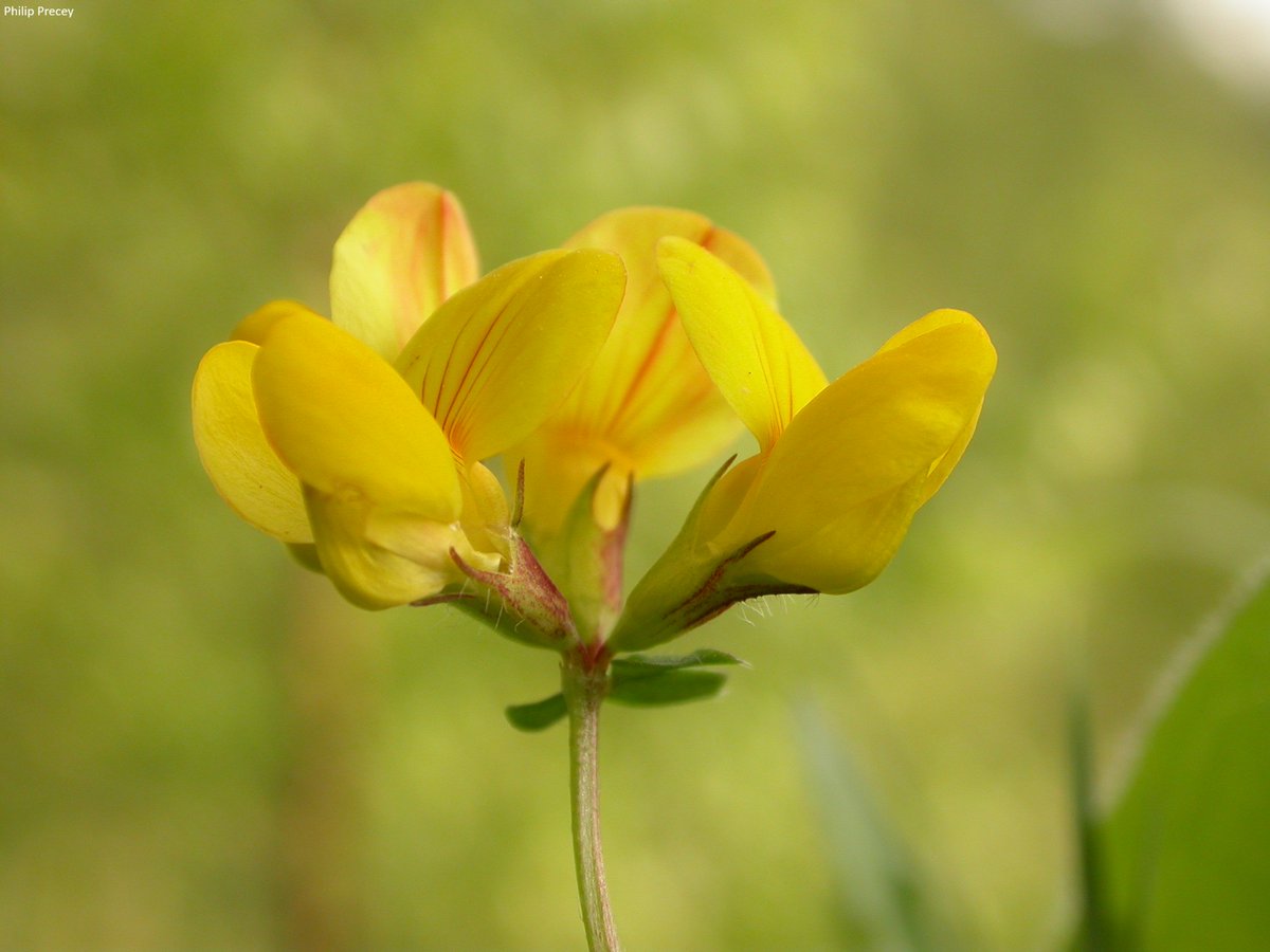 The Wildlife Trusts (@wildlifetrusts) on Twitter photo Biodiversity Net Gain is driving jobs, investment & nature recovery.
"If developments up to 1 hectare are exempt from BNG, we risk losing the equivalent of 35,000 football pitches of habitat with no mitigation," says our CEO, <a href="/CraigBennett3/">Craig Bennett</a>.
wildlifetrusts.org/blog/craig-ben… Biodiversity Net Gain is driving jobs, investment & nature recovery.
"If developments up to 1 hectare are exempt from BNG, we risk losing the equivalent of 35,000 football pitches of habitat with no mitigation," says our CEO, <a href="/CraigBennett3/">Craig Bennett</a>.
wildlifetrusts.org/blog/craig-ben…