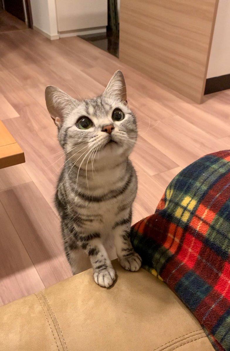 cat_anko3's tweet photo. 名前を呼んだらかいぬしのもとに駆けつけるねこ https://t.co/bYIrovRw0q