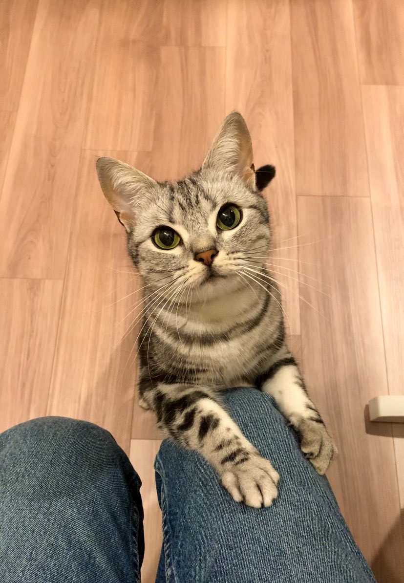 cat_anko3's tweet photo. 名前を呼んだらかいぬしのもとに駆けつけるねこ https://t.co/bYIrovRw0q