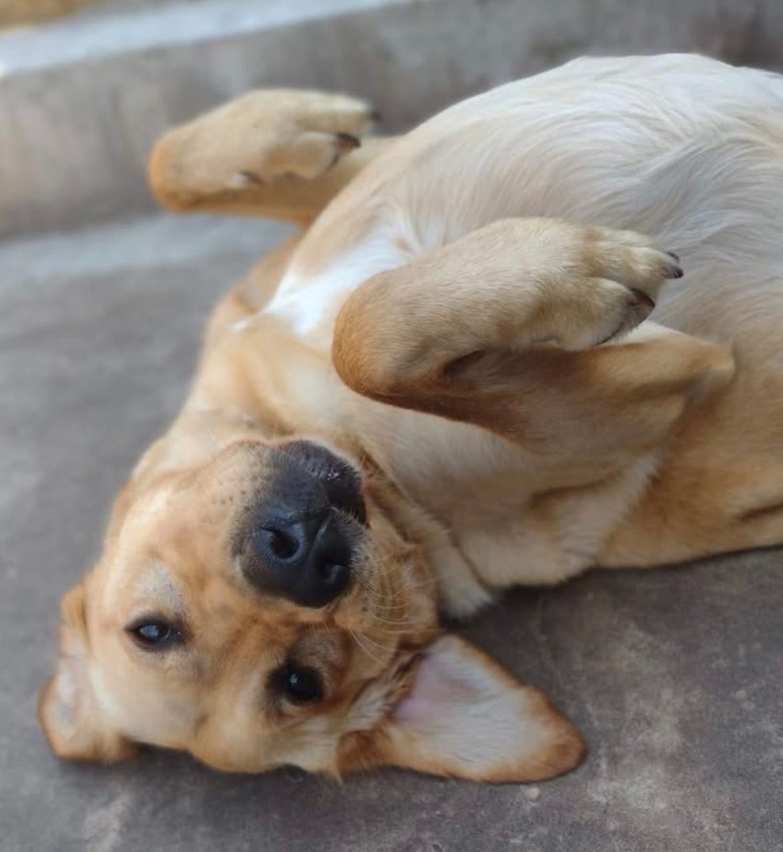 It’s that #FridayFeeling - time for a tummy tickle!

#Chorley #GuideDogsUK #GuideDogs #GuideDogsForTheBlind