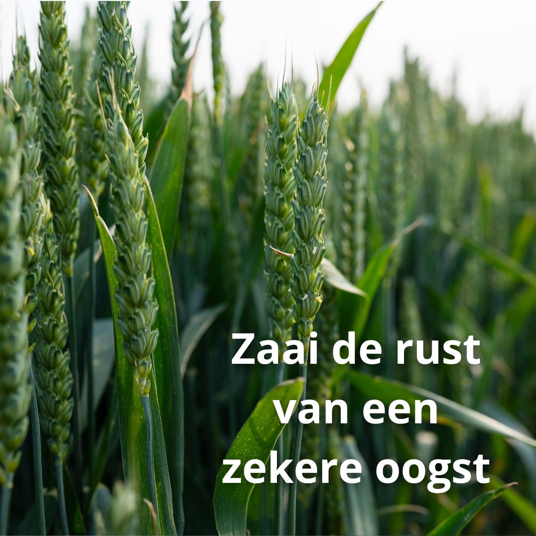 Een goede graanoogst in 2026 begint nu. Kies wintergranen die passen bij jouw grond en regio met onze Keuzehulp Wintergranen. Sterke rassen, granenmixen of brouwgerst met premievoordeel, wij geven je rust en zekerheid. 👉 Vraag ‘m nu aan! ow.ly/3EZN50WEq05
#wintergranen