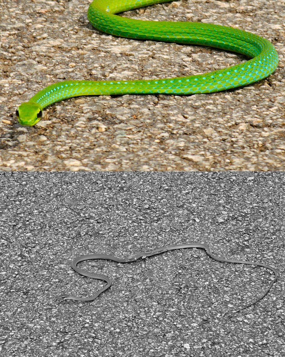 African Emerald Snakes, harmless members of the Colubridae family, are occasionally seen across KNUST’s green corridors. One was sadly run over today. Let us drive with care and respect the quiet biodiversity that shares our campus. #KNUSTBiodiversity

📸| Emmanuel Kwasi Debrah