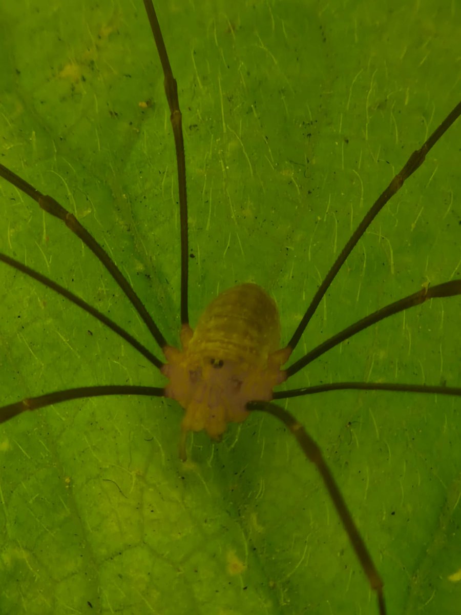 timthepillbug's tweet image. I forgot to post so here's a close up of a spider he's so silly