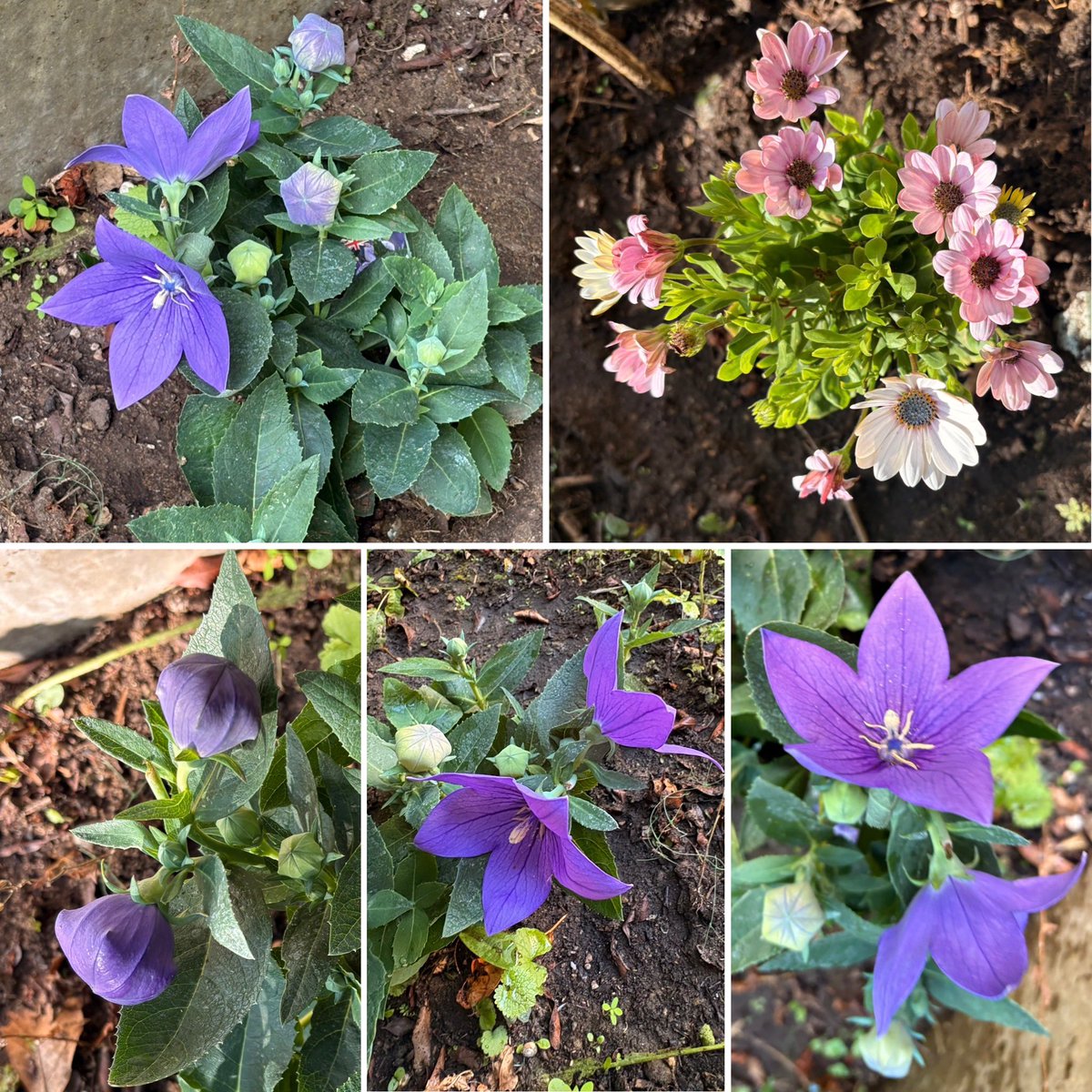 barbosavl's tweet photo. Good morning with the beautiful new additions to my garden, balloon flowers and African daisies, for #FlowersOnFriday #PinkFriday and #PurpleFriday 
Have a fun Friday!
#flowers #garden #Osteospermum  #Africandaisies #balloonflower #Platycodon #FridayMotivation https://t.co/IDxLYmhlT4