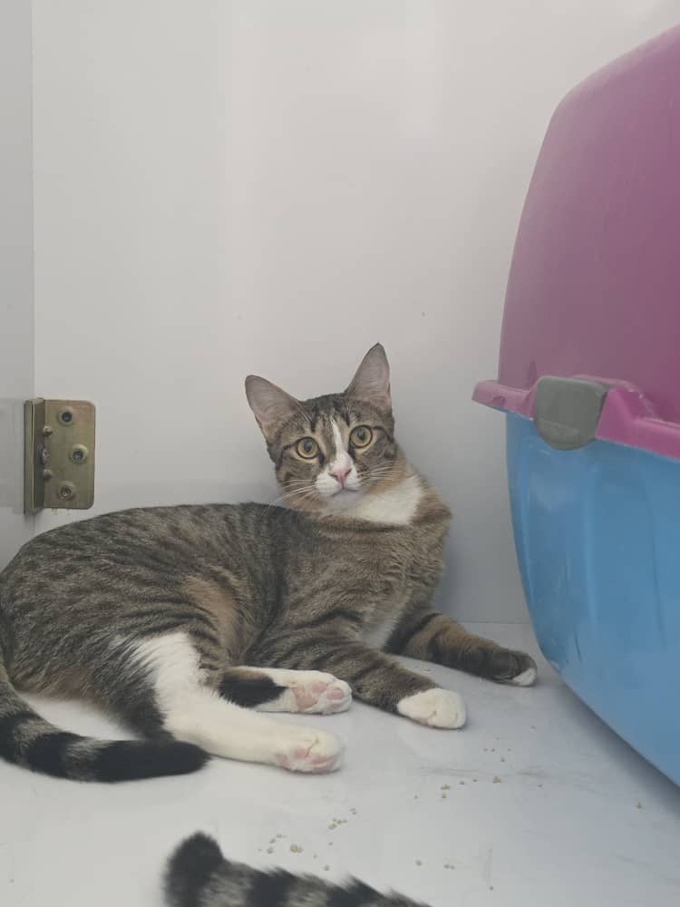 #واگذاری #گربه
دوستان این طفلیا خیلی وقته منتظر مامان و بابا هستن 
خانوم قندی و نمکی. یک ساله. شناسنامه دار. واکسینه و عقیم شده.
قندی شیطون و بازیگوشه وعاشق نوازش. نمکی  مهربون و آرومه ولی بغلی نیست.
این دو تا خواهر مکمل همن. اگر با هم واگذار شن هم برای خودشون عالیه هم سرپرستشون