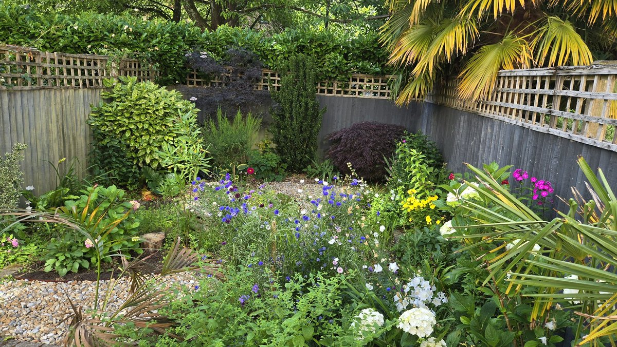 lynda_lambert's tweet photo. Someone I know bought a house last year and hated the garden with articulation grass!
She loves my garden  which is much bigger  but with a tray of plants from me and others she bought. Just look at it now https://t.co/PUtzWrq52R