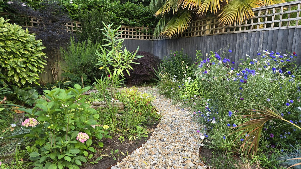 lynda_lambert's tweet photo. Someone I know bought a house last year and hated the garden with articulation grass!
She loves my garden  which is much bigger  but with a tray of plants from me and others she bought. Just look at it now https://t.co/PUtzWrq52R