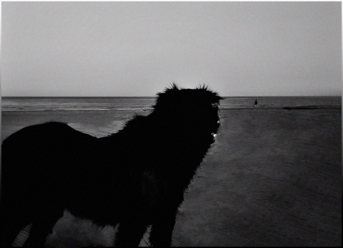 Reza1990Elmi's tweet photo. Blackies on trip.
Reapers reap,
Dancing in fear.
#Legacy #PsychologicalHorror #PhysicalAttack https://t.co/KA3sH0DcN8