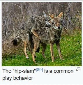 nirvanamoder's tweet photo. any oomfs wanna engage in some,,, uhh,,,, common play behaviour,,,,? https://t.co/eBOpSmtWmP
