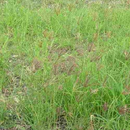 Support women agripreneurs in Makueni County. We now have bulk grass seeds from our seed multiplication project , African foxtail, Bush rye, Horse tail, Masai love grass &amp; Ex-Tozi Rhodes. Perfect for fragile agro-ecological zones this short rains. #ClimateAdaptation #Pasture