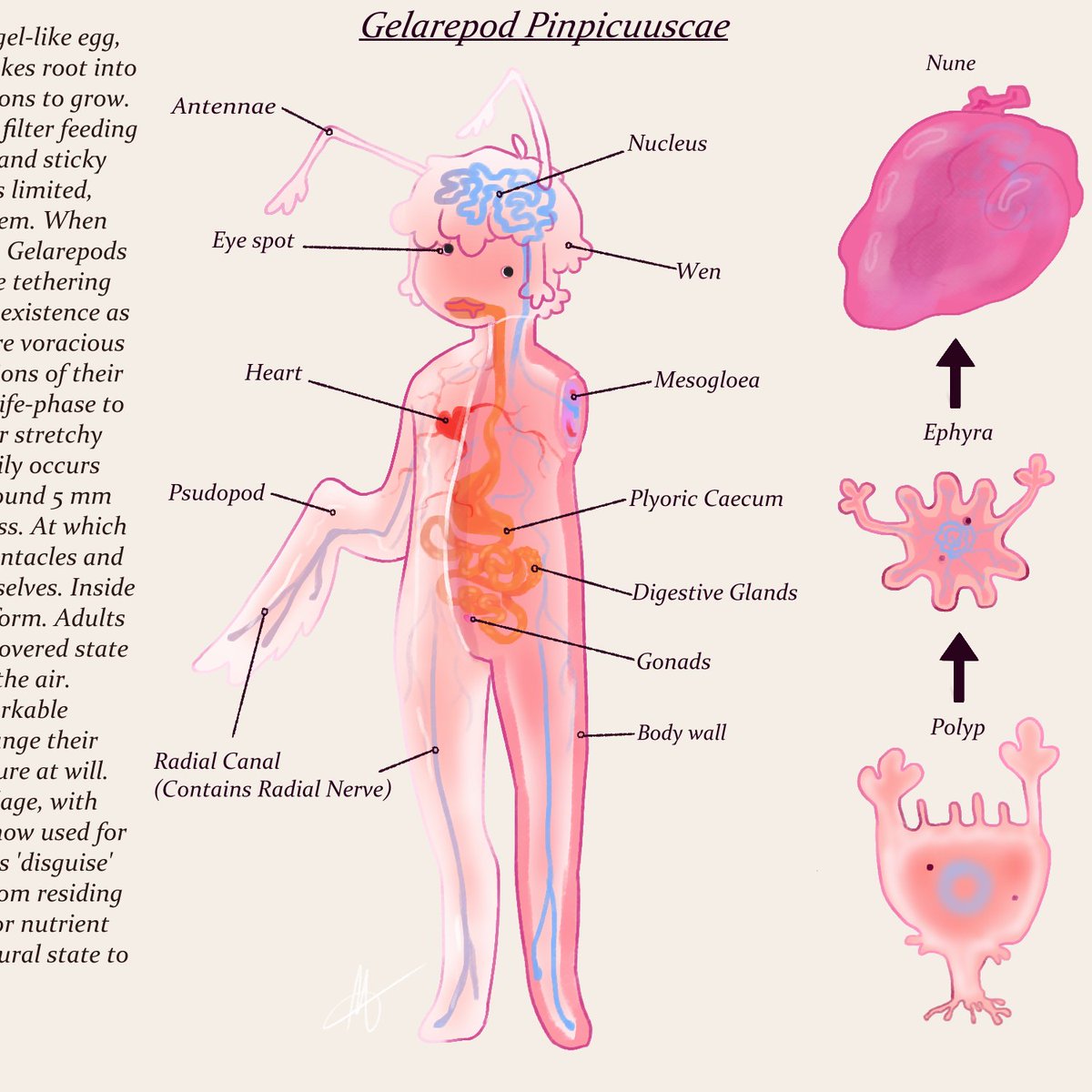 One of the co-evolved intelligent species present on XXXX.
