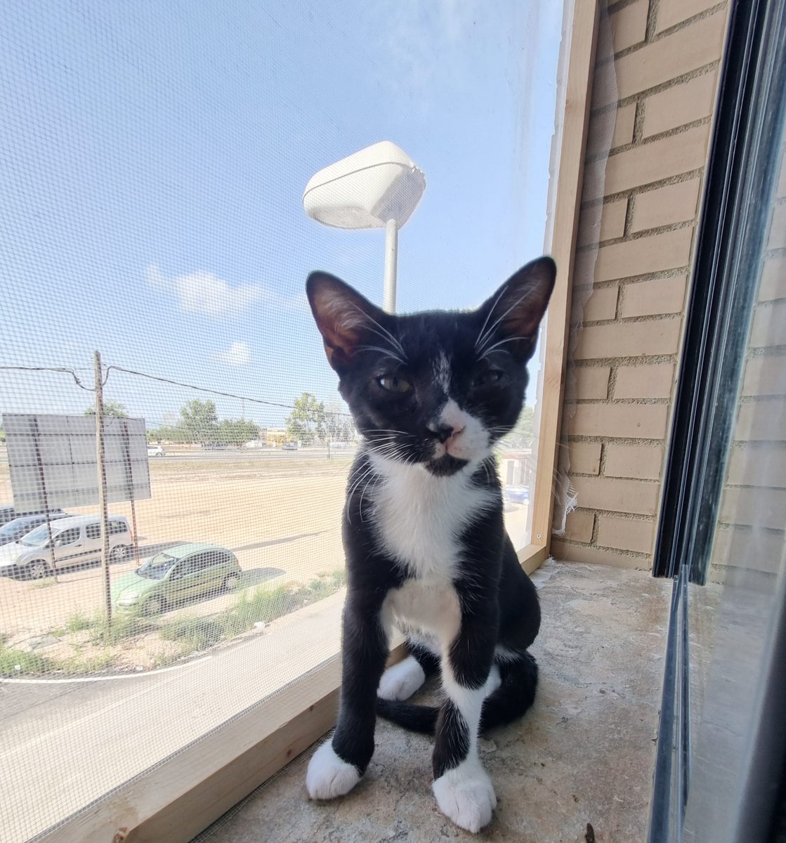 Estos dos bebés continúan sin nada, nadie ha preguntado por 
ellos ,sin madre, desnutridos cuando fueron rescatados necesitan un hogar por favor 
☎️ 613 60 67 66 Marcela 
#Deltebre #Tarragona #Catalunya 
#gatos #gatitos #adopta
