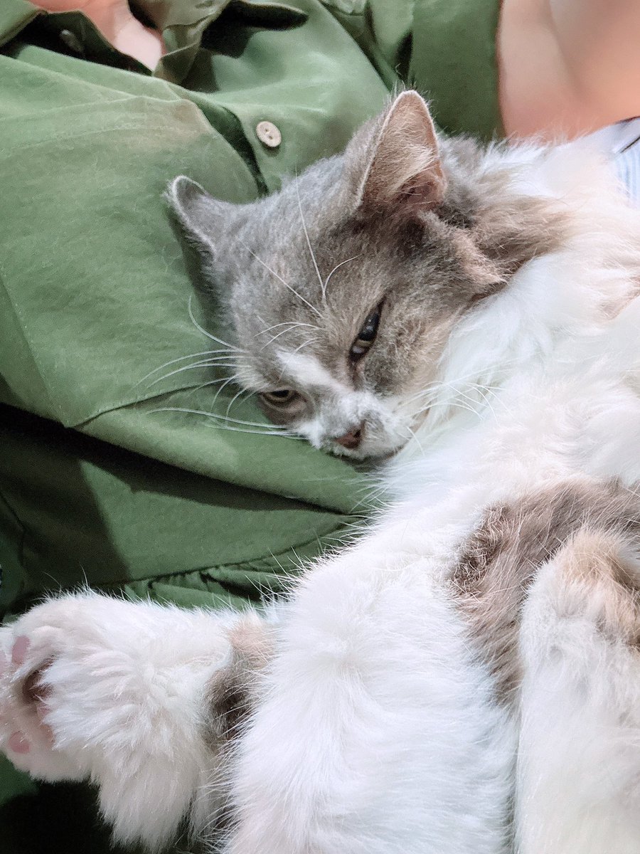 Rinna ♥︎ 猫りんな 😈🎀✨ tweet media