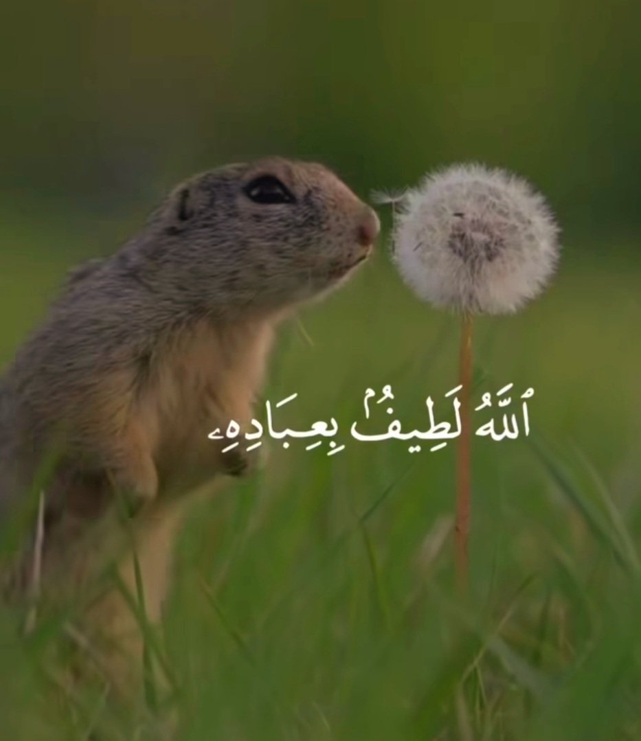 يسطعُ النورّ في قلبي..
في كلّ مرة أتذكر لطف الله بي؛
 إلى أين وصلت مسارات حياتي بعد كل عُسر؛ وكيف ينبثق الضياء في العتمة دائماً !