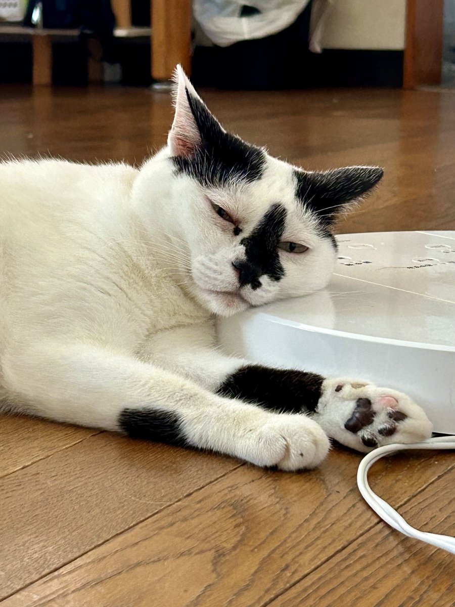 お取り置き中！ジンベイザメ3点 猫ちゃんブローチ&ポーチ セール】 ねこいぬボーンブローチ（オフホワイト/ホワイト