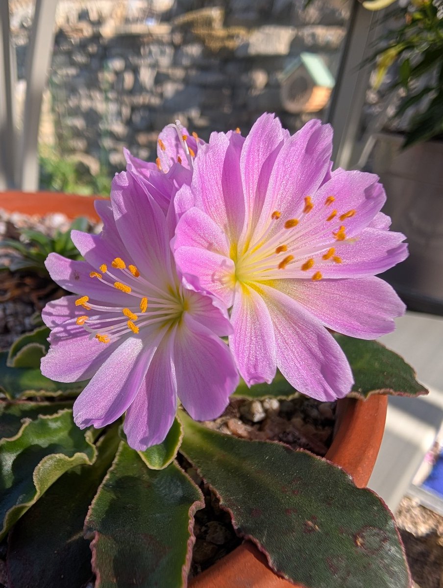 Wrong time of year but beautiful none the less. #lewisia #alpinehouse <a href="/alpine/">Анжела</a>