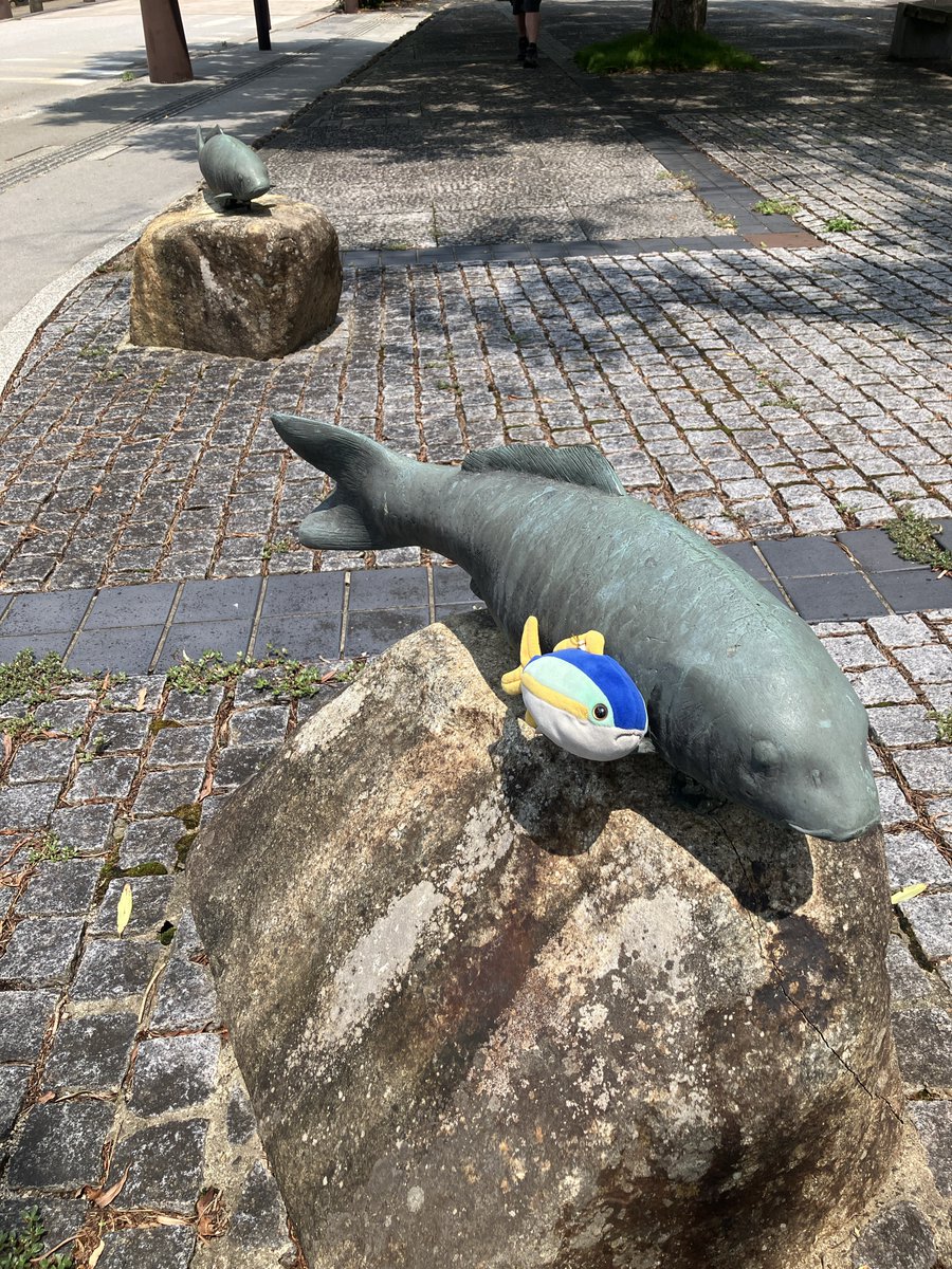 ブリ、鯉だよ
いずれはブリも街中に建立してもらおうね