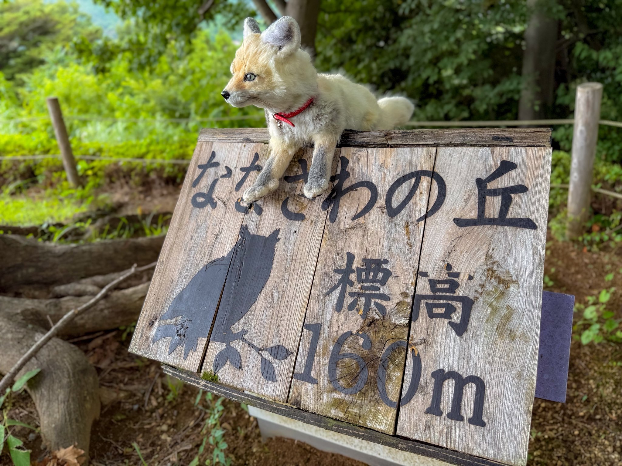 キツネちゃん何しているの？ シティランきつね on X: 