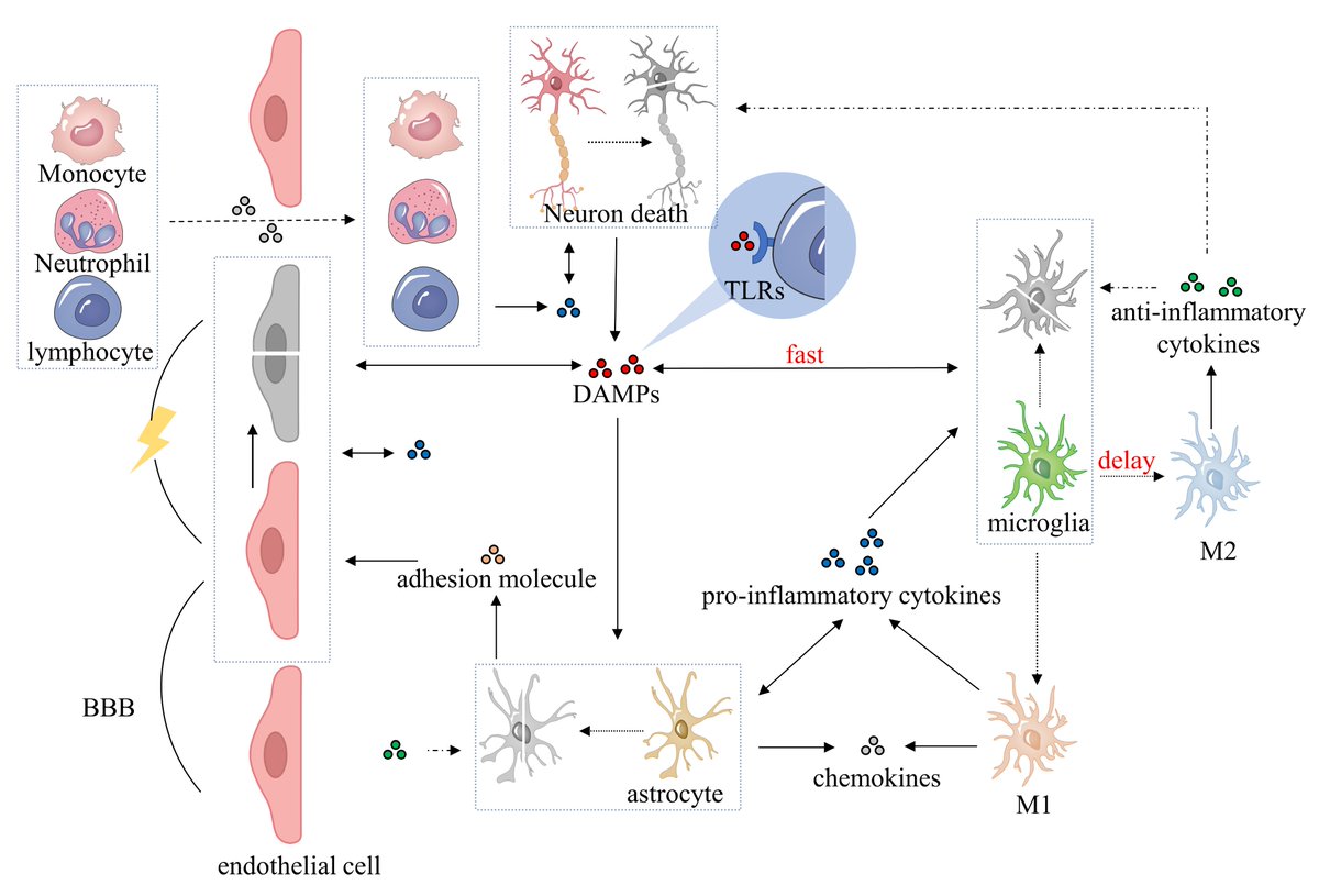 JINeuroscience's tweet photo. #BrainImmunity and #Neuroinflammation series--1
🧠 A closer look at inflammation after ischemic stroke
🔍 Ischemic stroke (IS) continues to pose a serious threat to human health. One key player in the aftermath? Neuroinflammatory responses — a complex process that can influence recovery and damage.
Researchers are now turning their attention to an unexpected regulator:circular RNAs (circRNAs),a type of non-coding RNA abundant in the brain.
How might they influence inflammatory cells and factors after IS? And could they hold the key to new diagnostics or therapies?
👉 Dive into the review to explore the evidence and unanswered questions 👇
https://t.co/QEy0KE1I06
Explore the full collection:
1️⃣ The Roles of Circular RNAs in Ischemic Stroke through Modulating Neuroinflammation: https://t.co/QEy0KE1I06
2️⃣Mold and Mycotoxin Exposure and Brain Disorders: https://t.co/WWNflRteF8
3️⃣Neuroinflammation in Bilirubin Neurotoxicity: https://t.co/ZXvSEvXq9Z
4️⃣Neuroinflammation in the Brain and Role of Intestinal Microbiota: An Overview of the Players: https://t.co/jnapxEo0j2
#IschemicStroke #Neuroinflammation #circRNA #Neurology #StrokeResearch #MedicalResearch #Neuroscience #BrainHealth #RNAResearch #Biomarkers #Therapeutics