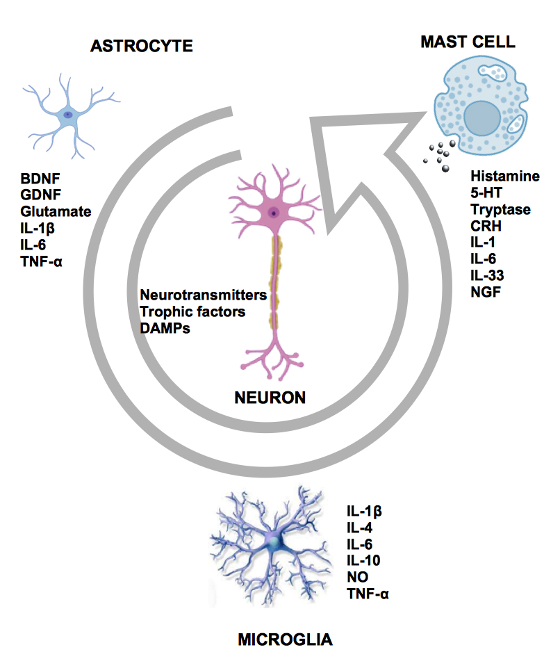 JINeuroscience's tweet photo. #BrainImmunity and #Neuroinflammation series--1
🧠 A closer look at inflammation after ischemic stroke
🔍 Ischemic stroke (IS) continues to pose a serious threat to human health. One key player in the aftermath? Neuroinflammatory responses — a complex process that can influence recovery and damage.
Researchers are now turning their attention to an unexpected regulator:circular RNAs (circRNAs),a type of non-coding RNA abundant in the brain.
How might they influence inflammatory cells and factors after IS? And could they hold the key to new diagnostics or therapies?
👉 Dive into the review to explore the evidence and unanswered questions 👇
https://t.co/QEy0KE1I06
Explore the full collection:
1️⃣ The Roles of Circular RNAs in Ischemic Stroke through Modulating Neuroinflammation: https://t.co/QEy0KE1I06
2️⃣Mold and Mycotoxin Exposure and Brain Disorders: https://t.co/WWNflRteF8
3️⃣Neuroinflammation in Bilirubin Neurotoxicity: https://t.co/ZXvSEvXq9Z
4️⃣Neuroinflammation in the Brain and Role of Intestinal Microbiota: An Overview of the Players: https://t.co/jnapxEo0j2
#IschemicStroke #Neuroinflammation #circRNA #Neurology #StrokeResearch #MedicalResearch #Neuroscience #BrainHealth #RNAResearch #Biomarkers #Therapeutics