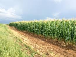 obertjiri's tweet photo. Integrated farming thrives by combining crops, livestock, aquaculture, and renewable energy into a single, efficient system. This holistic approach not only maximizes resource use but also builds resilience, diversifies income, and reduces environmental impact. 
#FoodSecurity https://t.co/5w4qKf7l1n