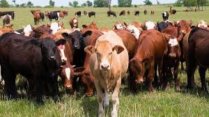 Integrated farming thrives by combining crops, livestock, aquaculture, and renewable energy into a single, efficient system. This holistic approach not only maximizes resource use but also builds resilience, diversifies income, and reduces environmental impact. 
#FoodSecurity