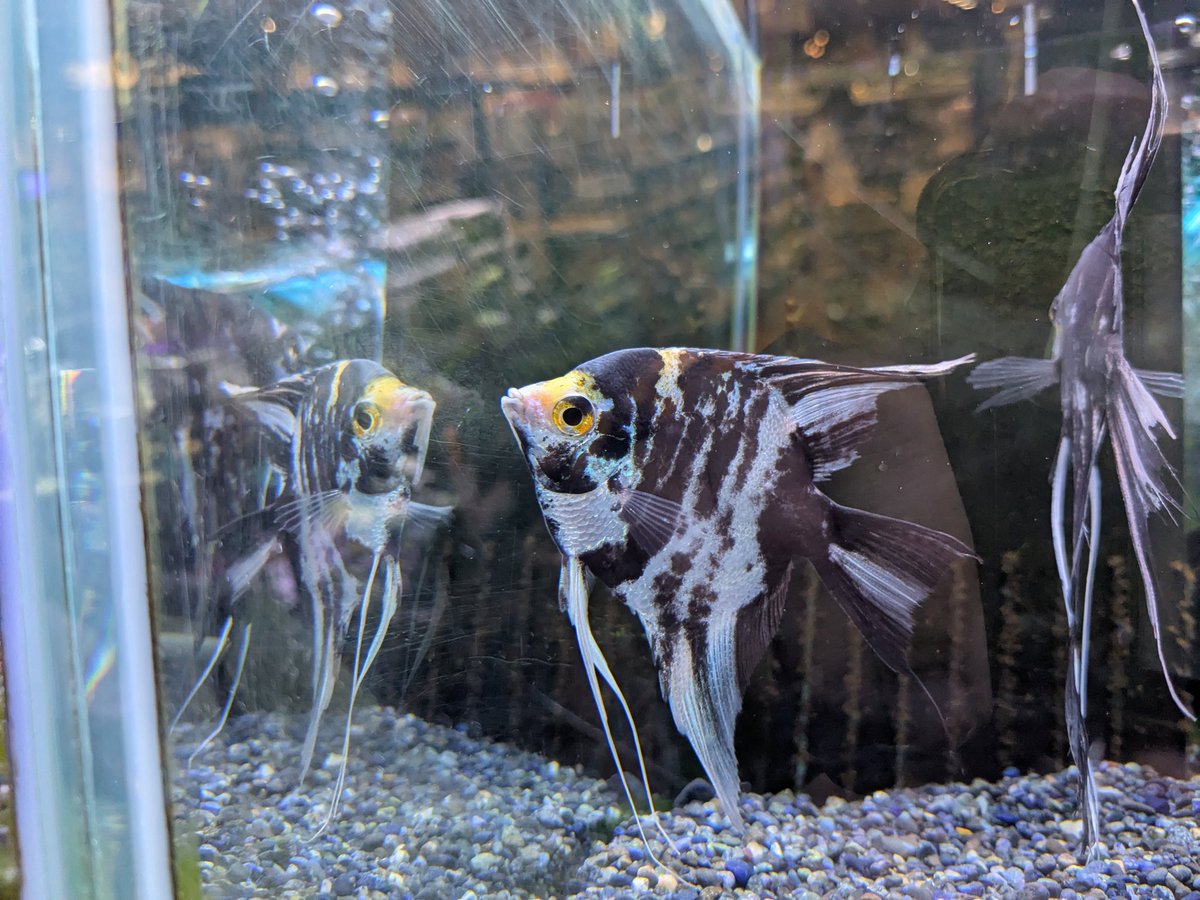 エンゼルフィッシュ - Search / X