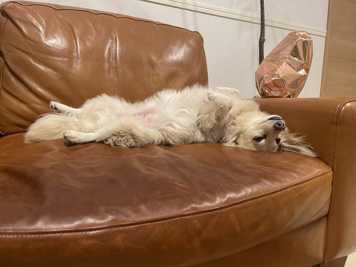 7日目です！お越しの皆さま、犬みたいにいきましょう！
#空気階段ダンス