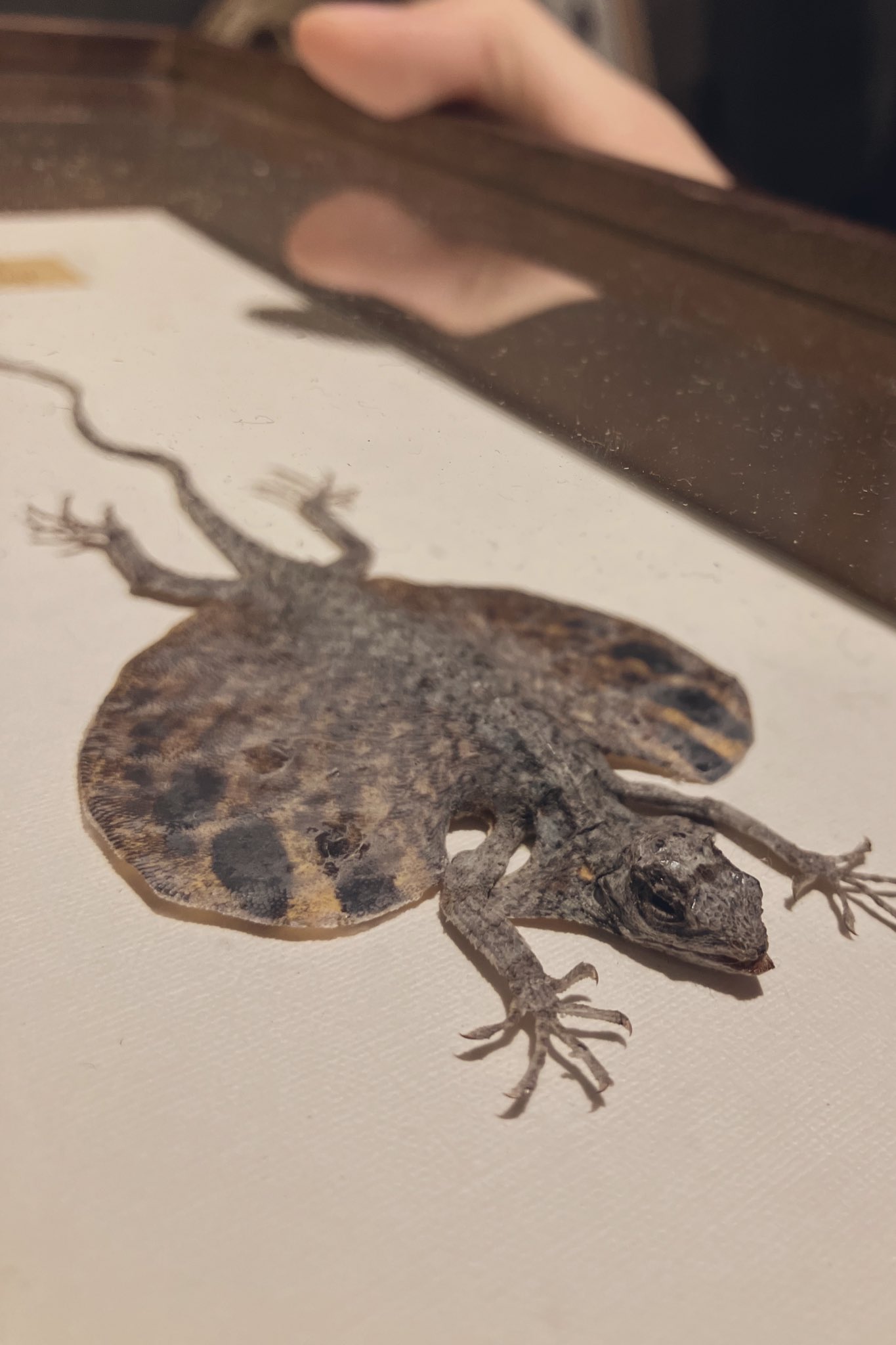 ジャワトビトカゲ樹脂標本 THE STUDY ROOM 分室 on X: 