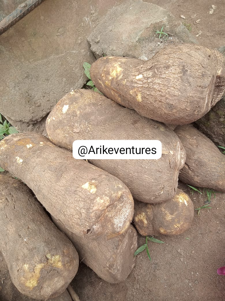Oluwaseun💖 (@arikeventures) on Twitter photo Good morning <a href="/ObaDeleke/">ỌBA DÉLÉKÈ 🤴👑</a> please let your generosity touch my business today
I have sweet yam for 3k per tuber
Please help me buy some tubers
Location ogun state Sango ota Good morning <a href="/ObaDeleke/">ỌBA DÉLÉKÈ 🤴👑</a> please let your generosity touch my business today
I have sweet yam for 3k per tuber
Please help me buy some tubers
Location ogun state Sango ota