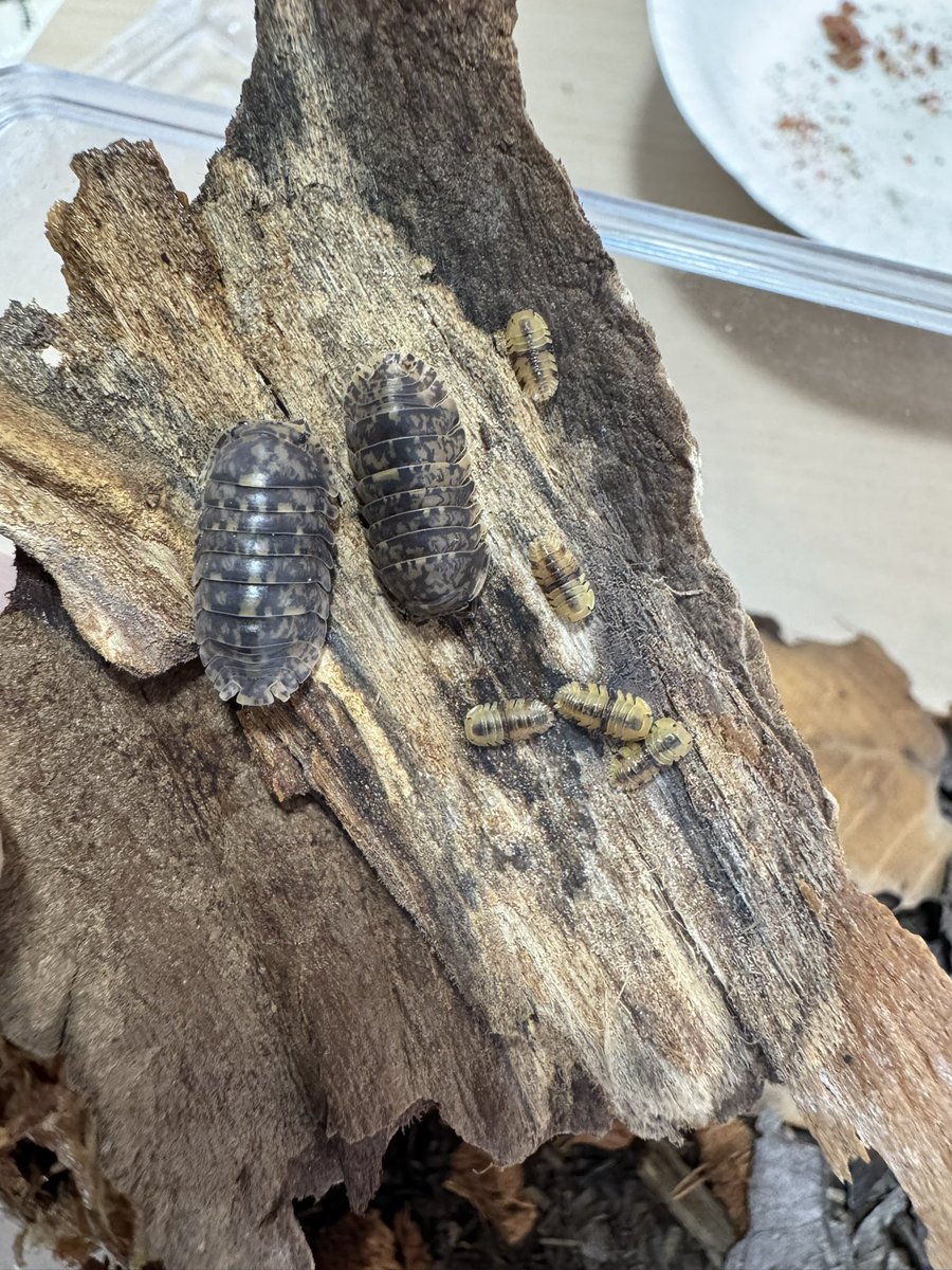 産まれました！
ベビーはこんな色してるのか