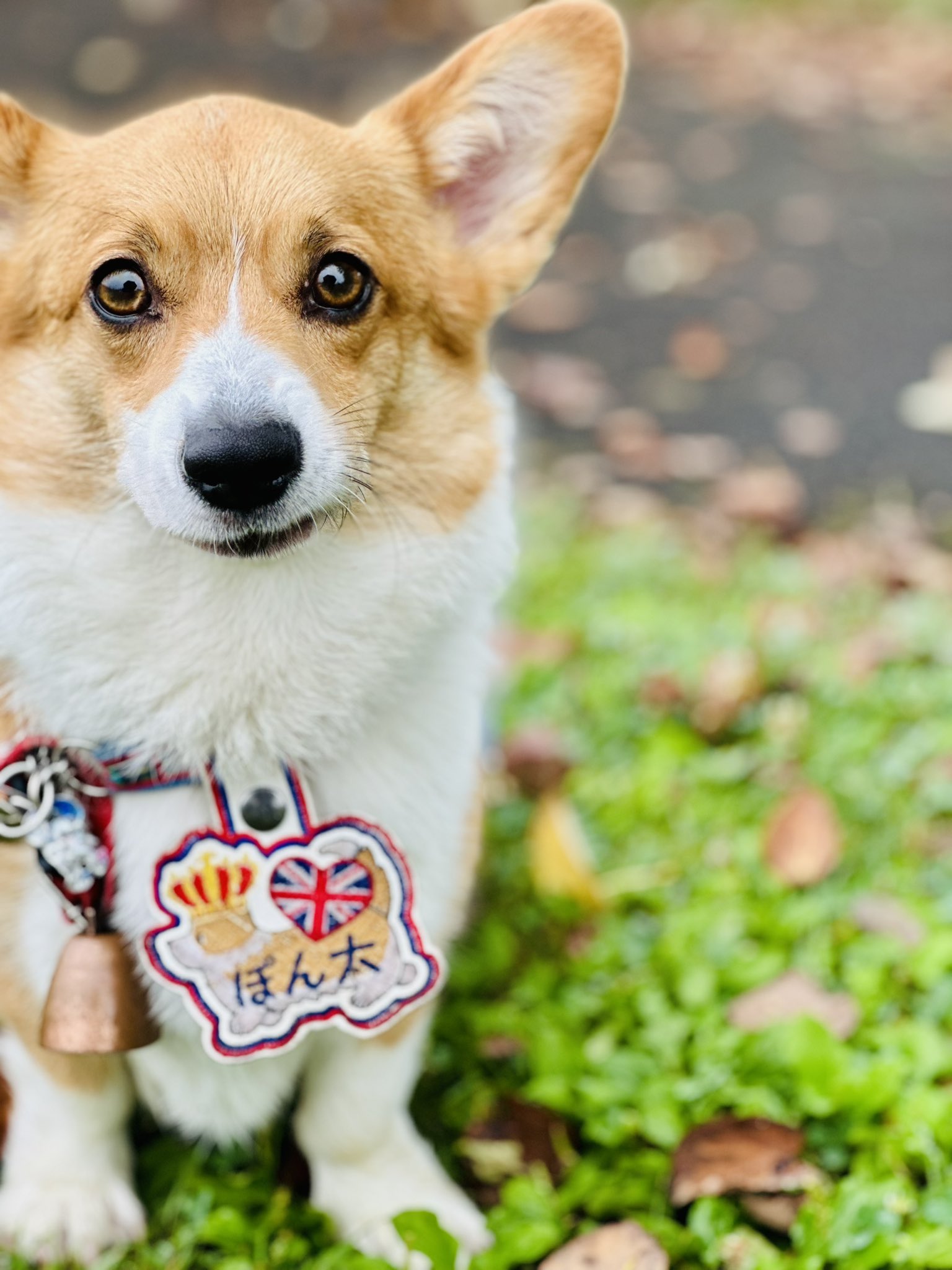 未開封　CORGI　コーギートーイ　グリーンホーネット 未開封 CORGI コーギートーイ グリーンホーネット Yahoo
