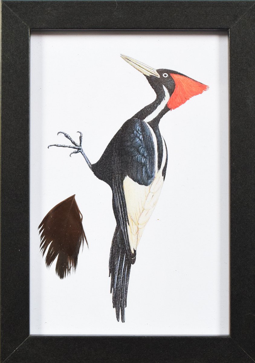 Jim Wright
<a href="/Thewryneck/">Jim Wright</a>

Single feather from 'extinct' ivory-billed woodpecker sells for more than double pre-sale estimate at Yorkshire auction.
 Report at:  thewryneck.blogspot.com