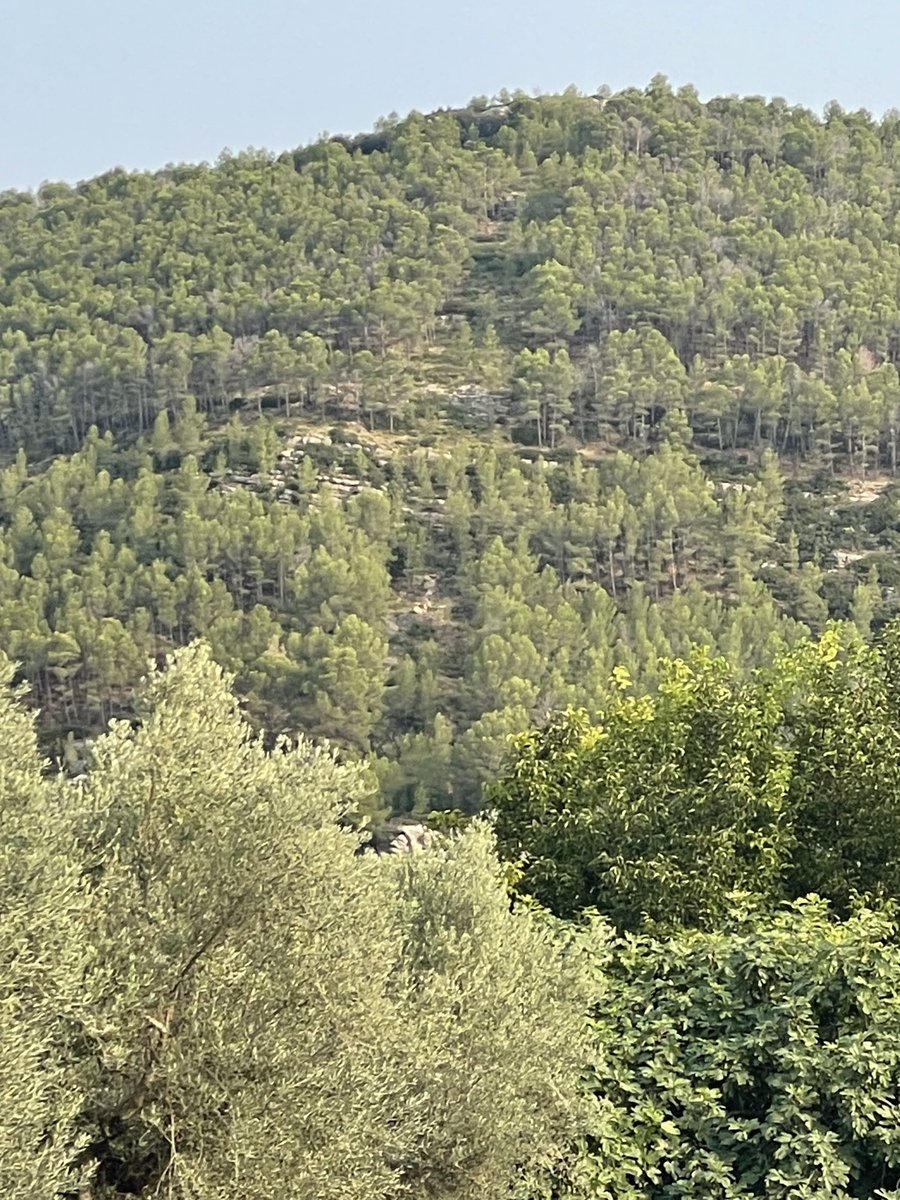 En mi ruta ciclista de ayer me encuentro con este ejemplo de cortafuegos inservible. Me dice un ingeniero forestal, con sorna, que está de moda dejar que los bosques se expandan libremente y con menos acción ganadera y agrícola.