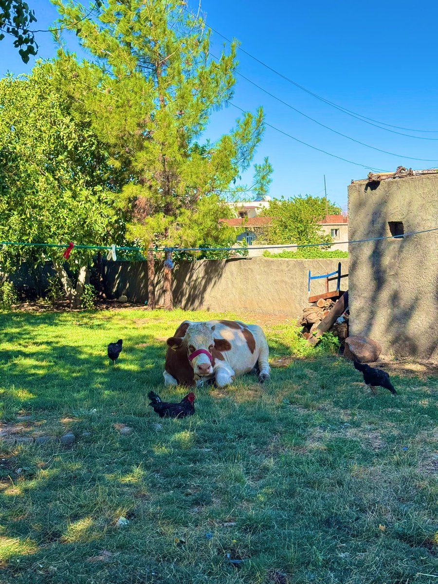 cihangox's tweet photo. Guten morgen, hanımın köyüne geldik https://t.co/pJP7FlhAb7