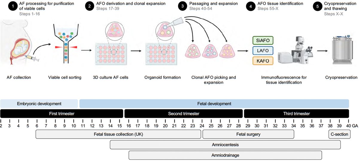 Mattia FM Gerli, PhD tweet media