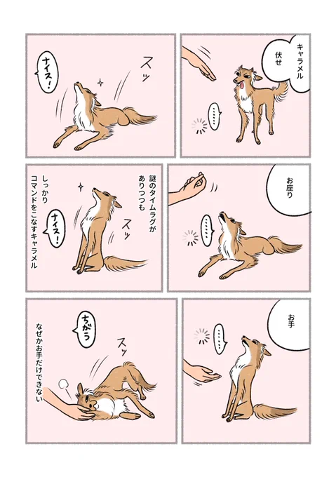 お手じゃない 