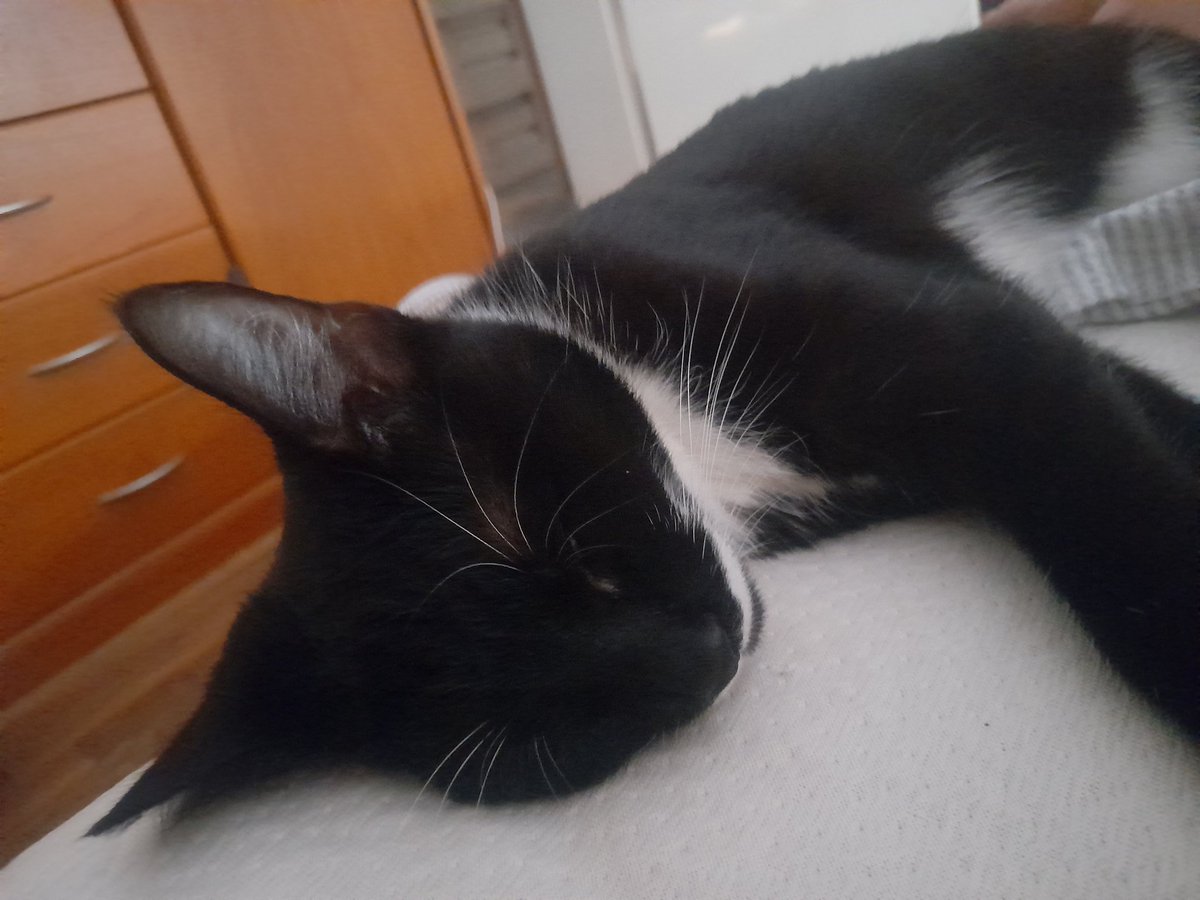 BooksBookmarks's tweet photo. @KatNica5 🤣 Meine Kleine ist am dösen bei der Wärme 🥰 https://t.co/iwMGnIoEcG