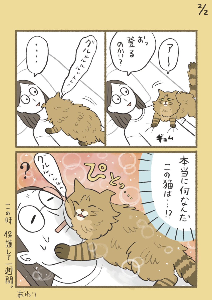 にゃんた にゃんた (@Gsyfanxr86IufYP) / X