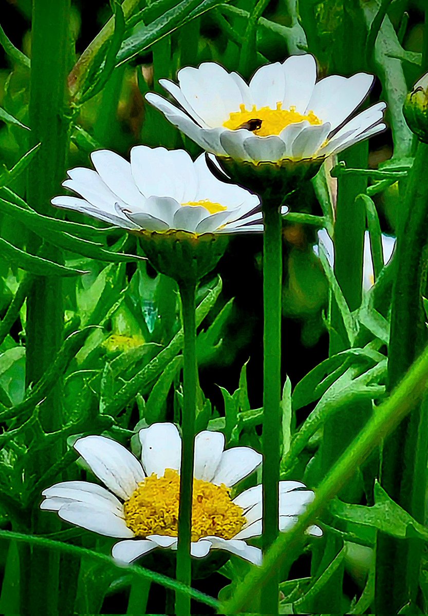 🎨🌿
#flowersonfriday #NatureBeauty