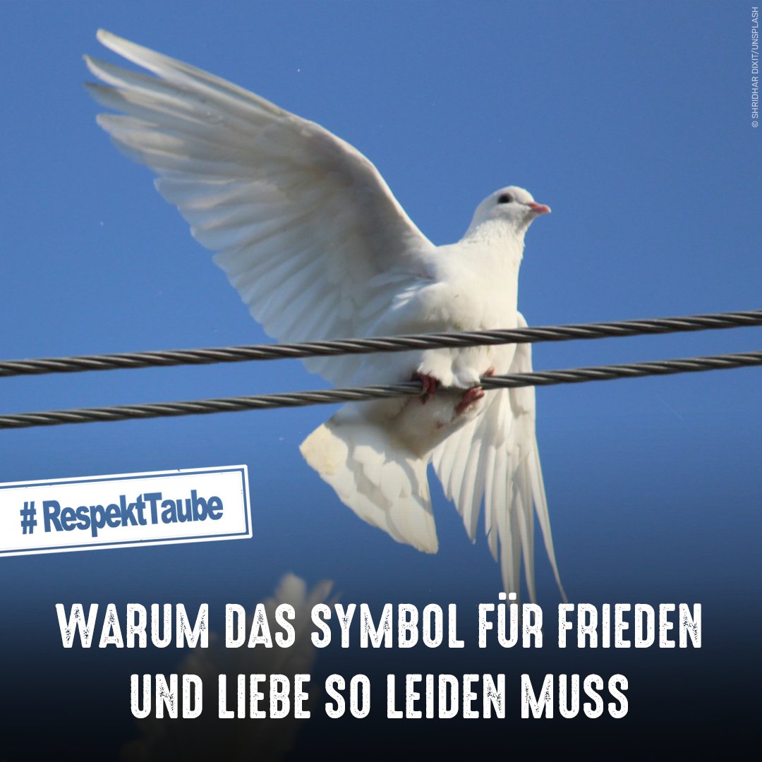 tierschutz_bund's tweet image. An Hochzeiten, Gedenkfeiern, Eröffnungen oder Jubiläen werden noch immer oft weiße Tauben fliegen gelassen. Für die Vögel Stress und Leid. Manche Tiere finden nicht zurück zu ihrem Schlag, schließen sich Straßentauben an, werden von Greifvögeln aufgegriffen, verhungern, sterben.