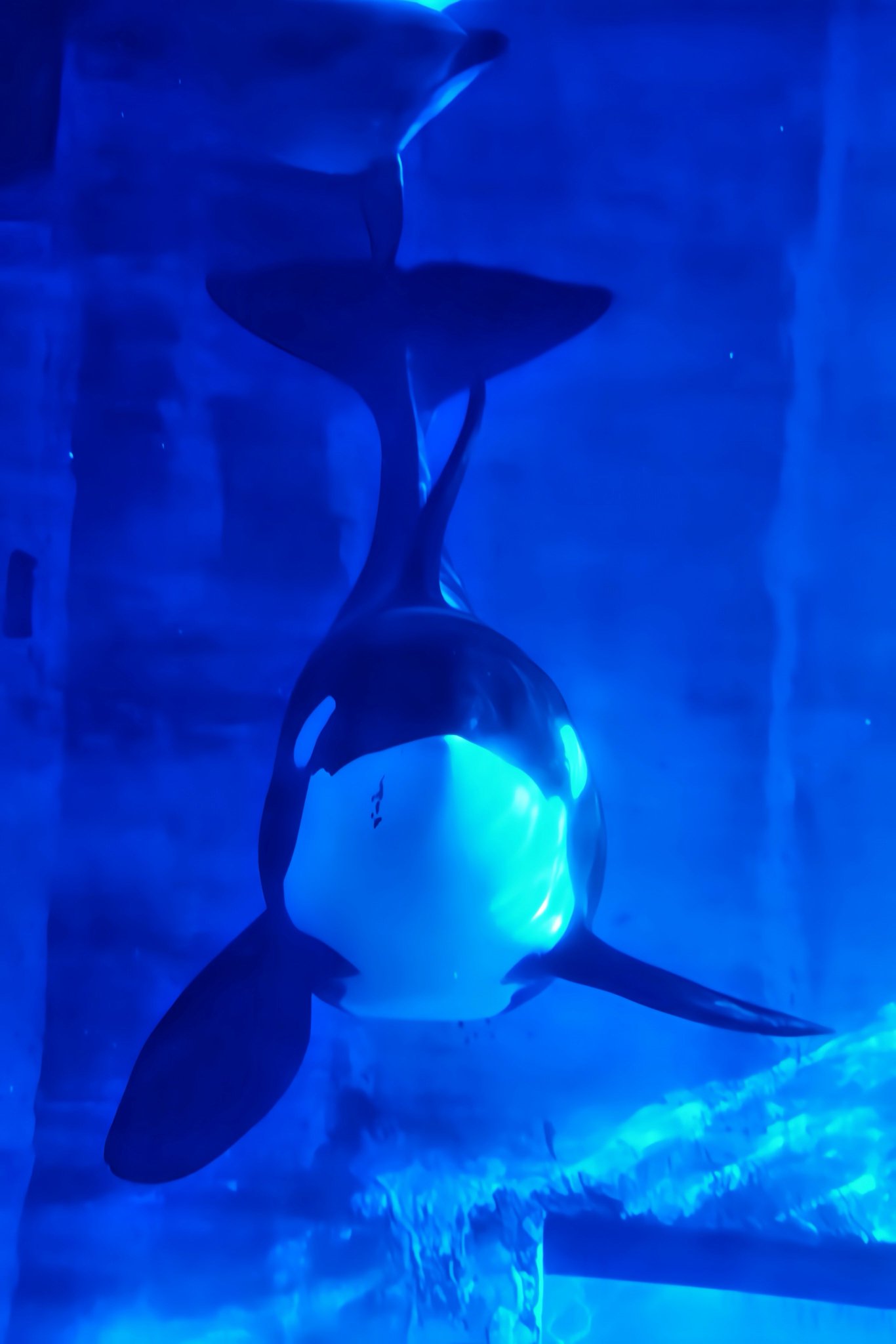 超レア⭐️水族館限定シャチに乗ったキティ根付⭐️2004年 超レア⭐️水族館限定シャチに乗ったキティ根付⭐️2004年