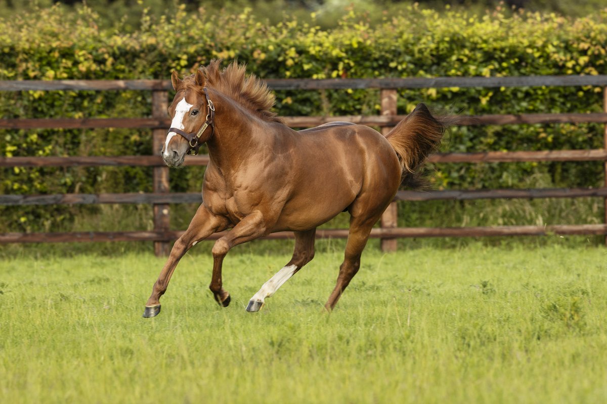 DarleyEurope's tweet photo. 🇫🇷 7️⃣ current three-year-olds by the Darley stallions have gone on to Group or Listed success since being sold at the 2023 @InfoArqana August Sale, including…
🏆Opera Ballo (#Ghaiyyath)
🏆Blue Bolt (#BluePoint)
🏆Tipinso (#Pinatubo)
🏆Daylight (#Earthlight)
Yearlings by all four stallions will be offered at this year’s addition 👀