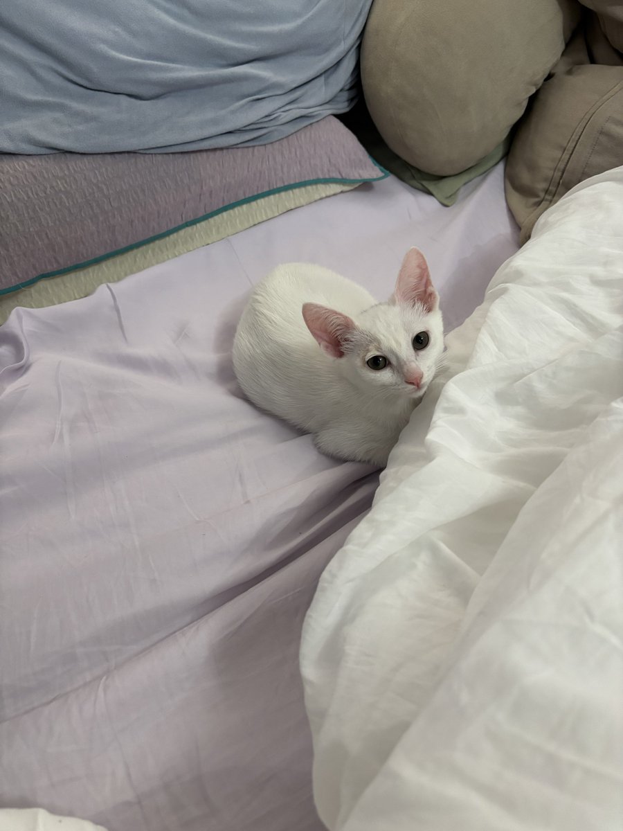 妹妹可以不要太快長大嗎🥹

#catpic #tainan #taiwan #台南 #台灣 #대만 #타이난 #Rei #YUMI #래이 #유미 #고양이 #귀여워 #阿瑞的迷妹窩