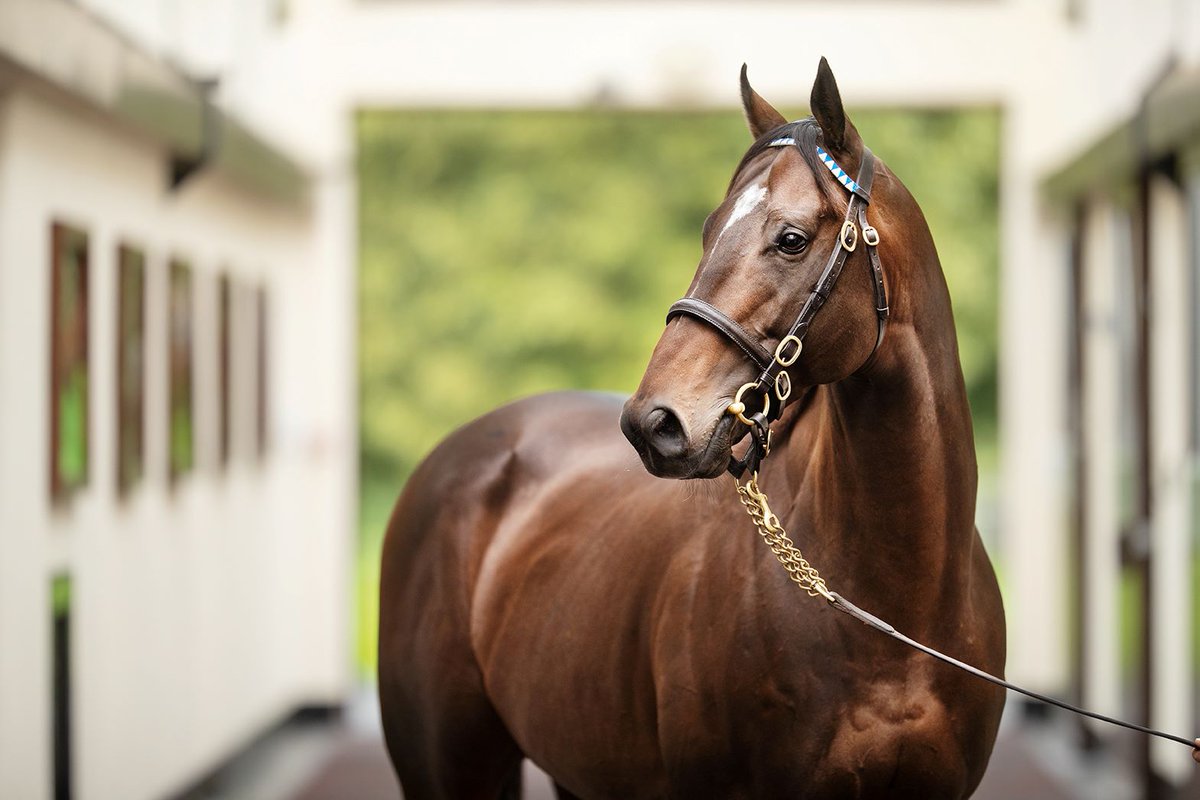 DarleyEurope's tweet photo. 🇫🇷 7️⃣ current three-year-olds by the Darley stallions have gone on to Group or Listed success since being sold at the 2023 @InfoArqana August Sale, including…
🏆Opera Ballo (#Ghaiyyath)
🏆Blue Bolt (#BluePoint)
🏆Tipinso (#Pinatubo)
🏆Daylight (#Earthlight)
Yearlings by all four stallions will be offered at this year’s addition 👀