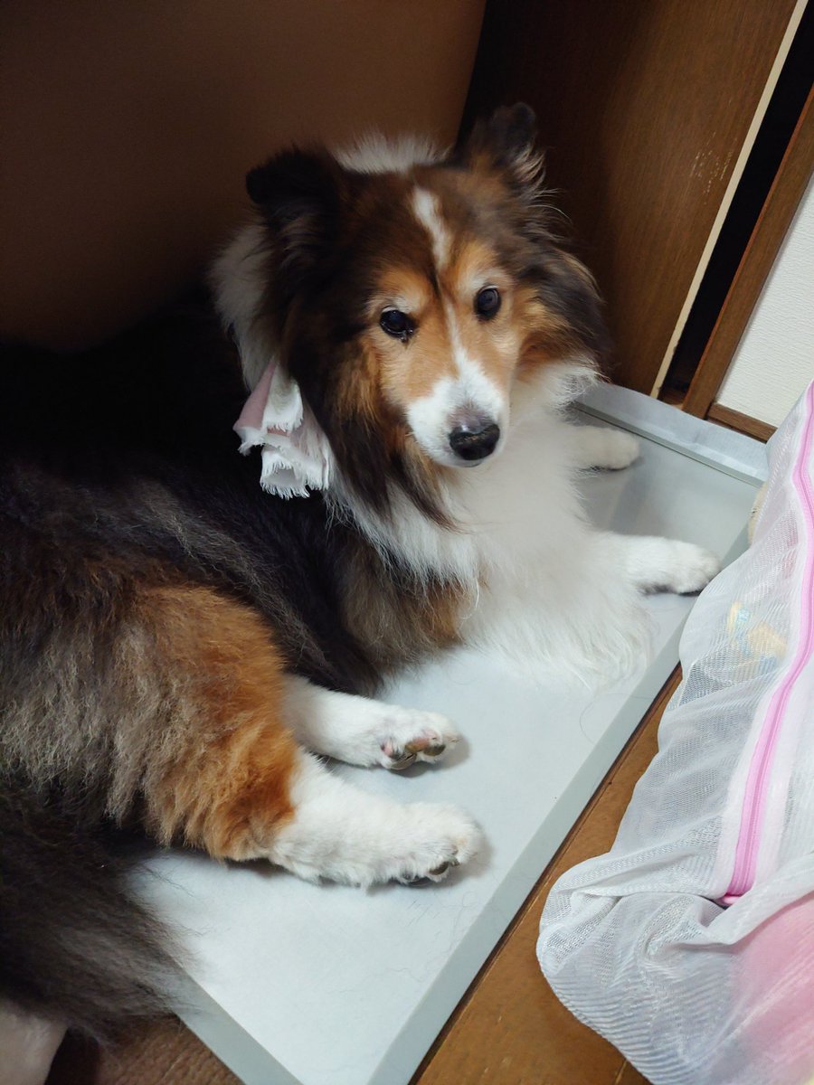 最近また食欲落ちてきた…いつも月末にやる血液検査を前倒してやった結果、やっぱりまた数値が上昇。もう少しで13歳の誕生日だから点滴頑張ろうね！！