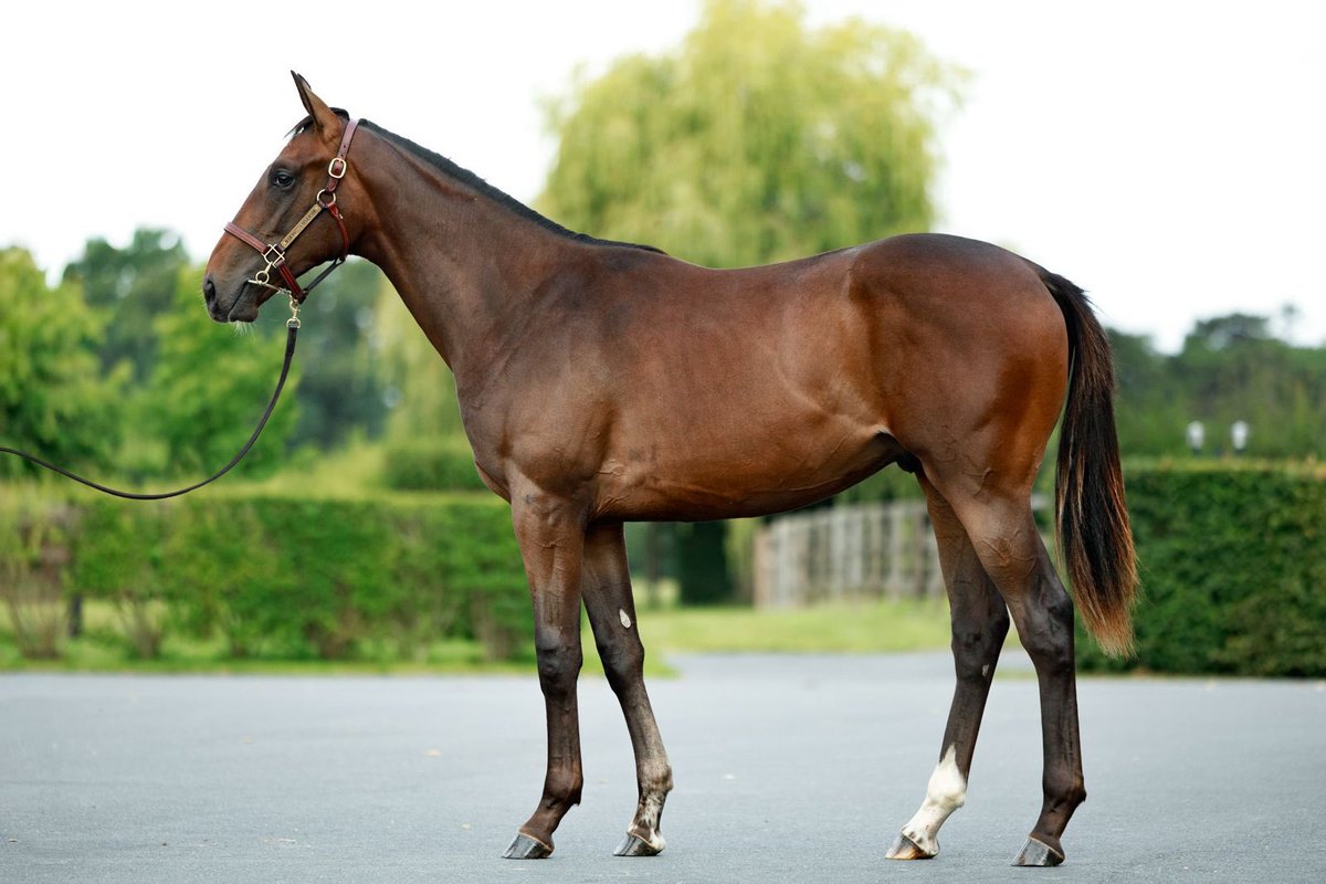 saint_pair's tweet image. A new Group Winner for LOPE DE VEGA @BallylinchStud stallion in fire 🔥 
Don’t forget our 2 colts, lots 9️⃣4️⃣ &amp;amp; 2️⃣8️⃣7️⃣ 2 Nice boys !!!