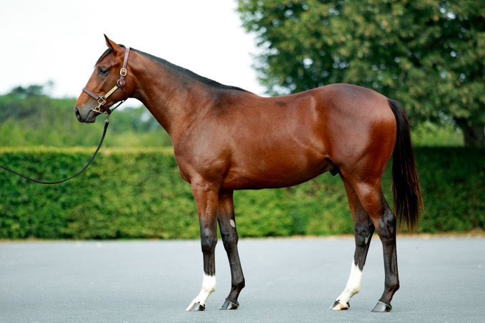 saint_pair's tweet image. A new Group Winner for LOPE DE VEGA @BallylinchStud stallion in fire 🔥 
Don’t forget our 2 colts, lots 9️⃣4️⃣ &amp;amp; 2️⃣8️⃣7️⃣ 2 Nice boys !!!