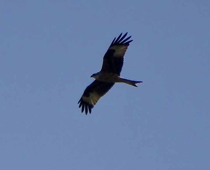 clive branch (@clivebranch) on Twitter photo Red Kites galore this morning
Surrey Hills
<a href="/FrankRGardner/">Frank Gardner</a>
<a href="/ChrisGPackham/">Chris Packham</a>
<a href="/CraigHughes123/">CraigHughesUpholstery</a>
<a href="/angegarrod/">ange garrod 🕷 #rejoinEU</a>
<a href="/laurel35560595/">Laurel ,BAN FIREWORKS FOR EVER 🌒🌓🌔🌕🌖🌗🌘</a>
<a href="/wesleyb1989/">🇳🇱 wesleyb1989 📸</a>
<a href="/NWSAcaster/">Ray Browell Photography</a> Red Kites galore this morning
Surrey Hills
<a href="/FrankRGardner/">Frank Gardner</a>
<a href="/ChrisGPackham/">Chris Packham</a>
<a href="/CraigHughes123/">CraigHughesUpholstery</a>
<a href="/angegarrod/">ange garrod 🕷 #rejoinEU</a>
<a href="/laurel35560595/">Laurel ,BAN FIREWORKS FOR EVER 🌒🌓🌔🌕🌖🌗🌘</a>
<a href="/wesleyb1989/">🇳🇱 wesleyb1989 📸</a>
<a href="/NWSAcaster/">Ray Browell Photography</a>