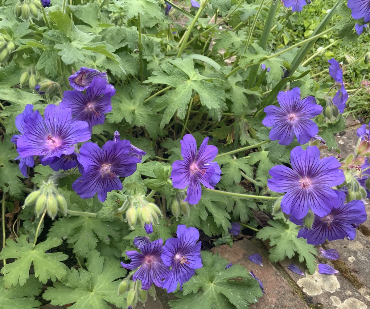 With eternal gratitude, marking the 80th anniversary of VJ Day.
Rosa ‘Eternity’, Rosa ‘Pax’, Geranium ‘Sabani Blue’. 🇬🇧 
#VJDay80 #Peace #roses #GardeningX #VJDay
<a href="/kgimson/">k gimson 🌻🐝</a>